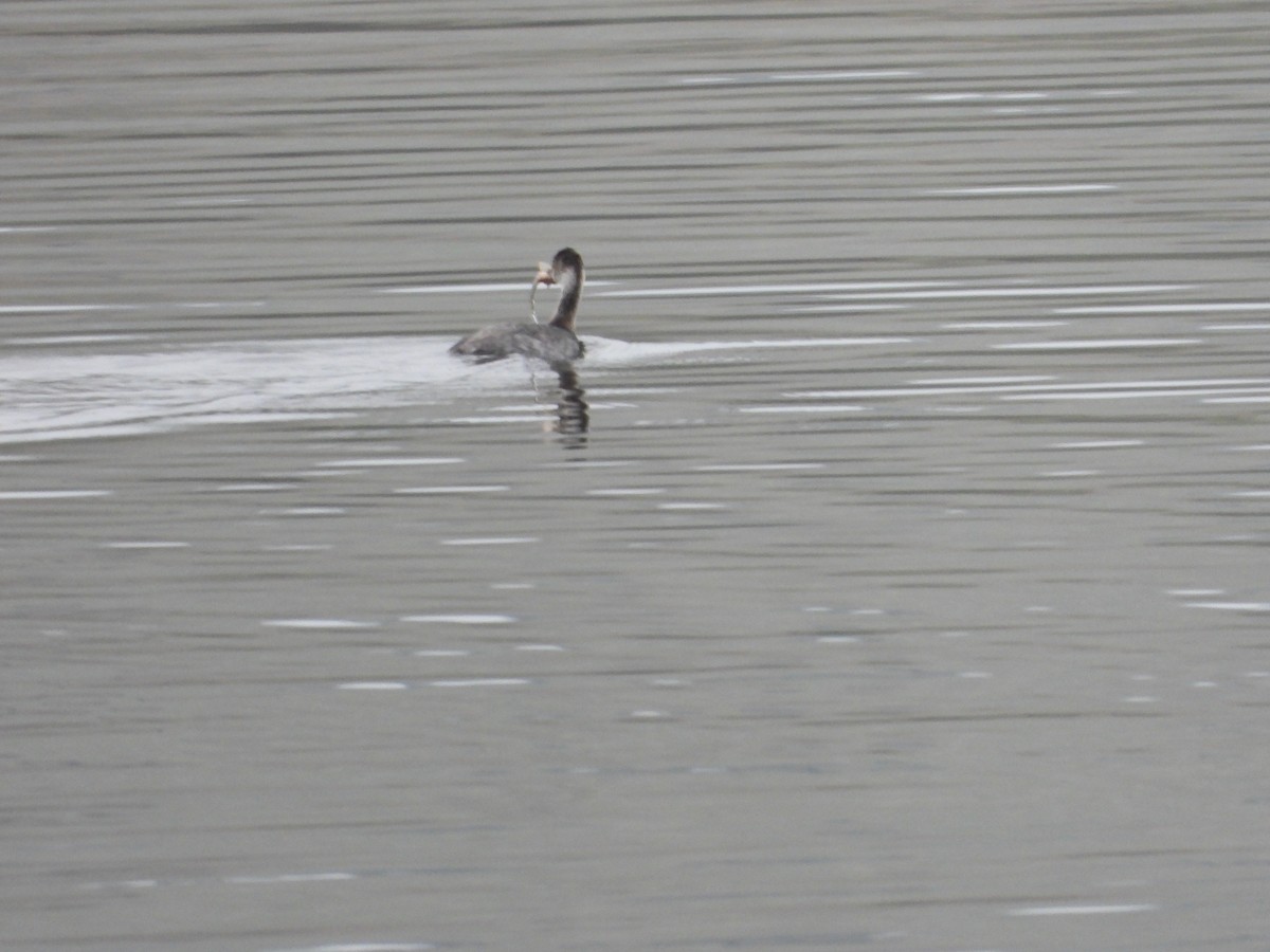 potápka černokrká - ML646210240