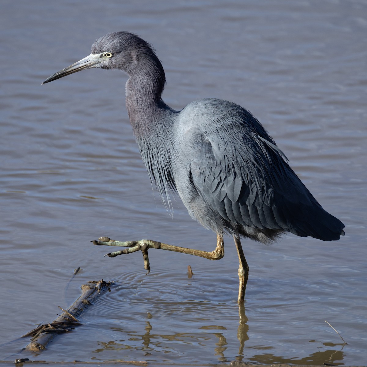 Little Blue Heron - ML646210243