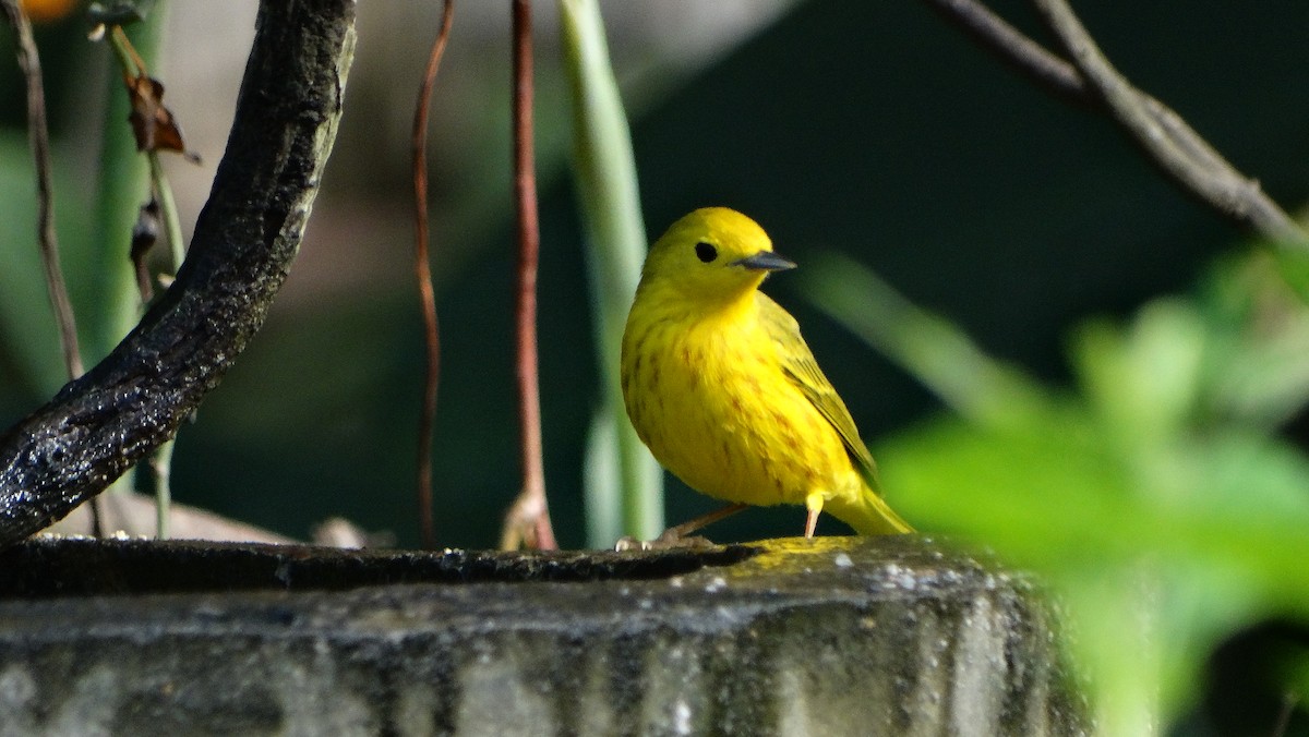 Northern Yellow Warbler - ML646210245