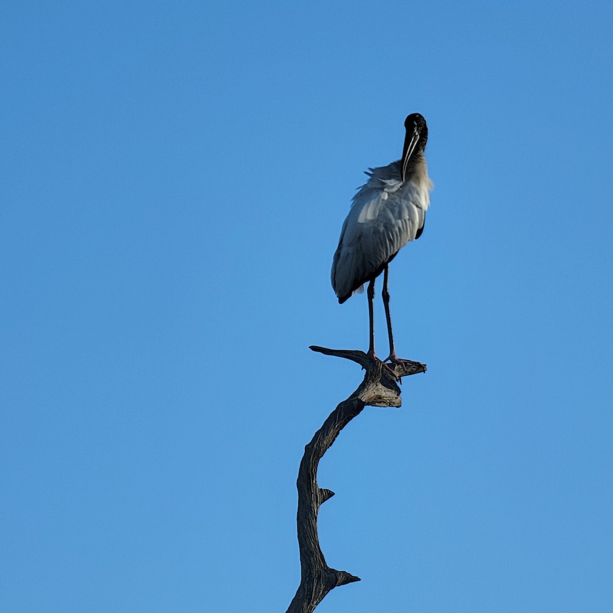 Wood Stork - ML646210248