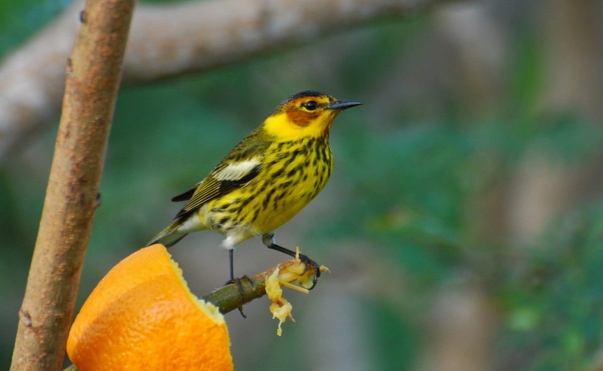 ホオアカアメリカムシクイ - ML646210251