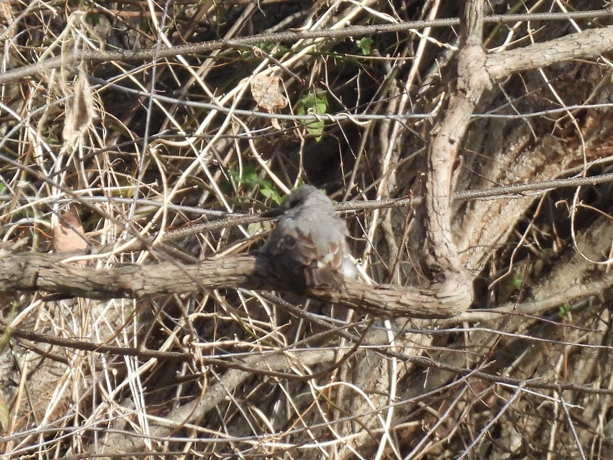Gray Kingbird - ML646210254