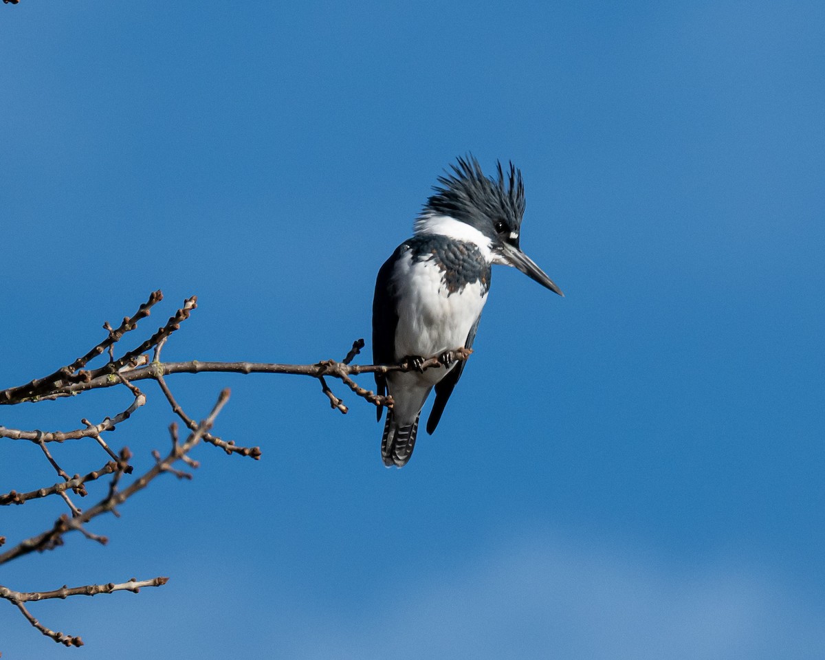 Martin handi iparramerikarra - ML646210263