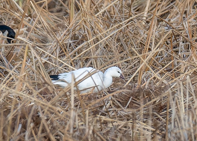 Ross's Goose - ML646210270
