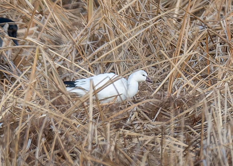 Ross's Goose - ML646210271