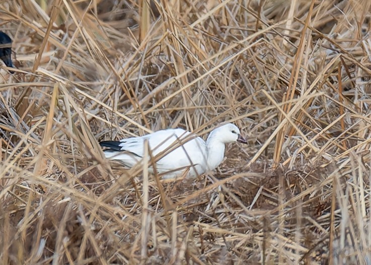 Ross's Goose - ML646210272