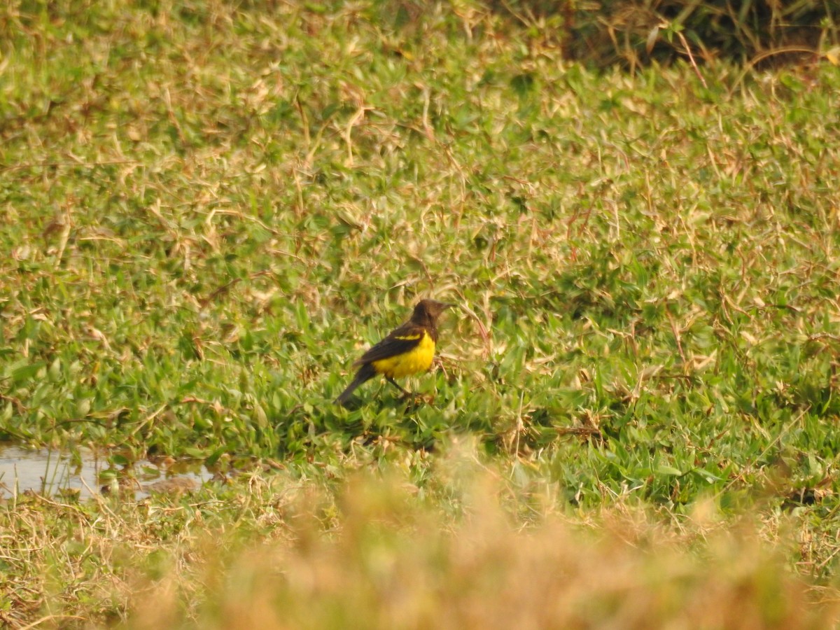 Yellow-rumped Marshbird - ML646210277