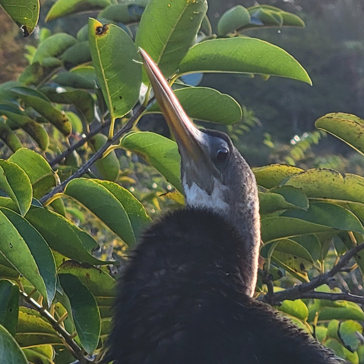 Anhinga - ML646210279