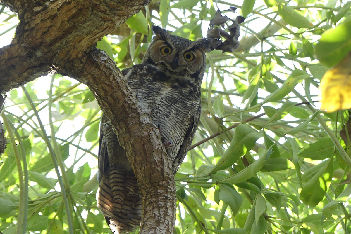 Great Horned Owl - ML646210280