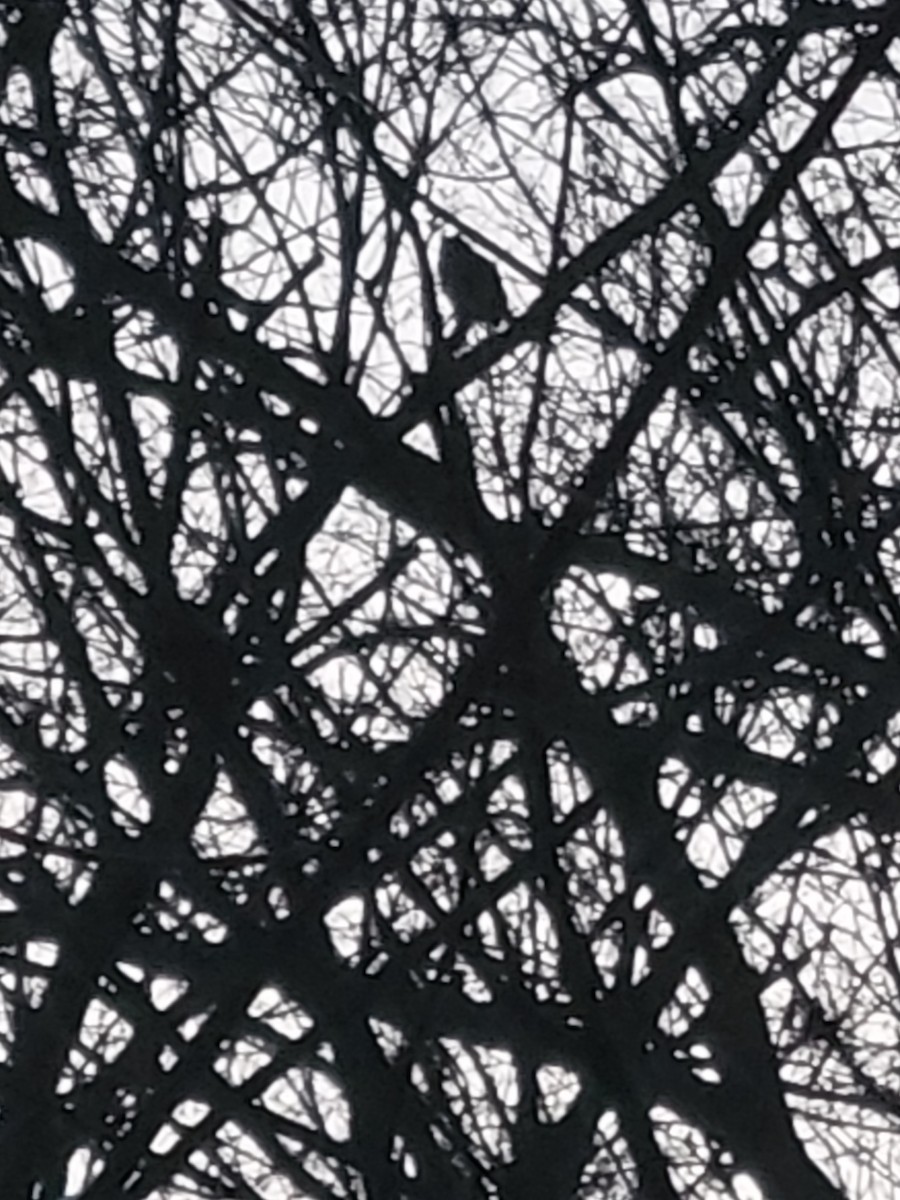 Great Horned Owl - ML646210281