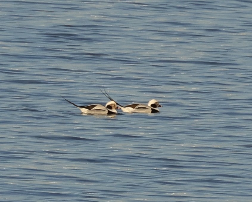 Long-tailed Duck - ML646210290