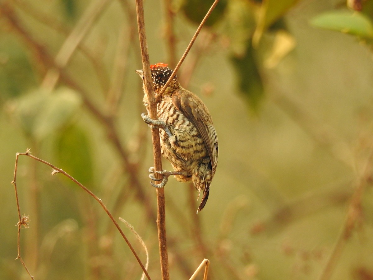Carpinterito Variable - ML646210294