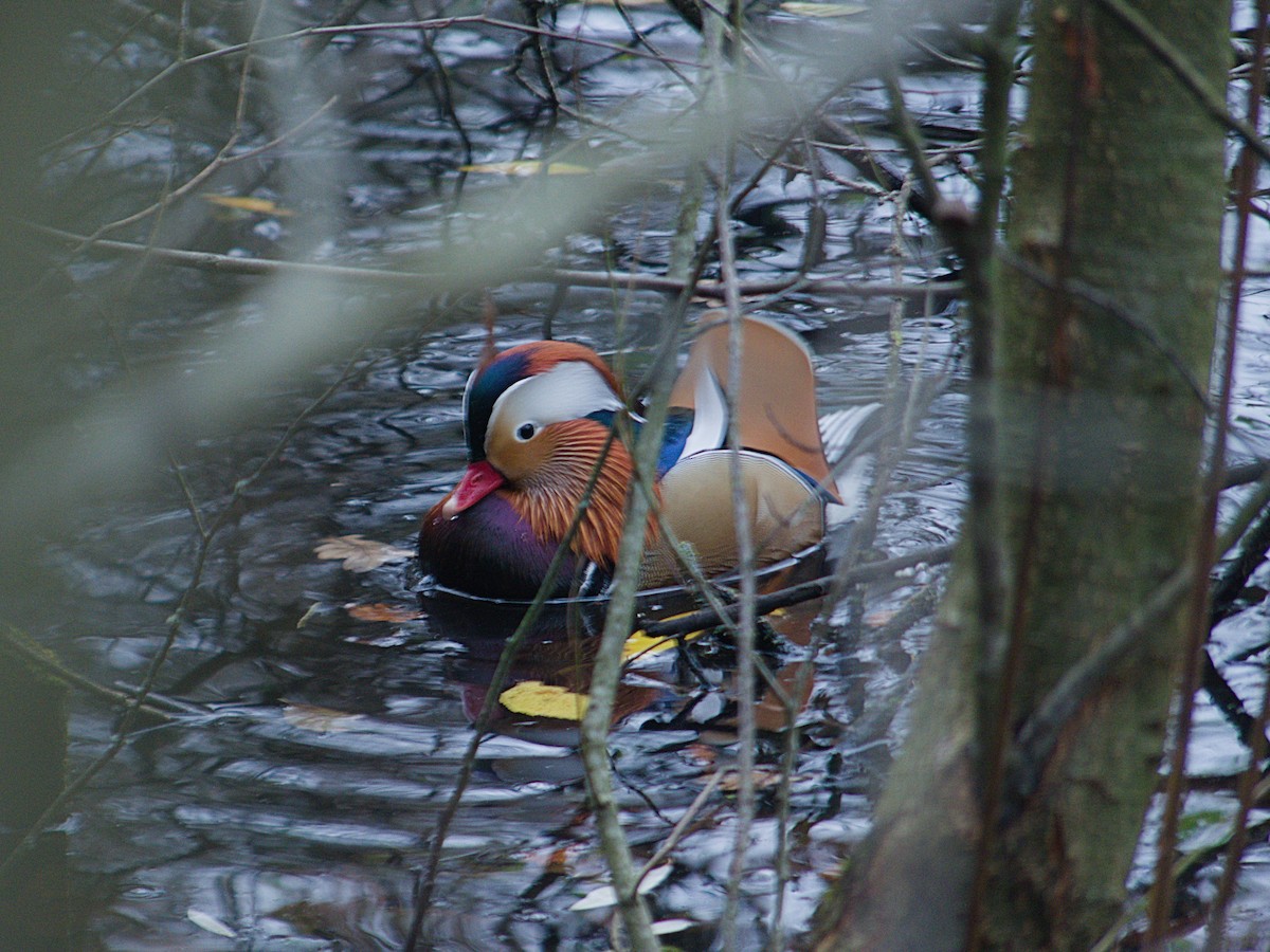 Mandarinente - ML646210296