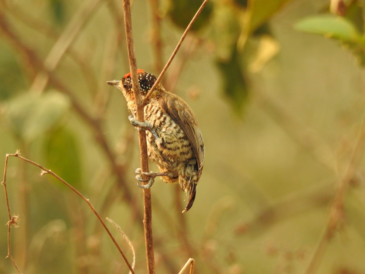 Carpinterito Variable - ML646210299
