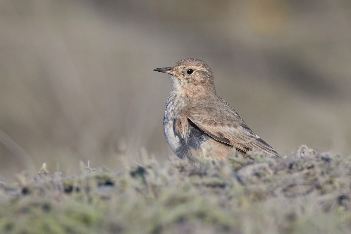 Short-billed Miner - ML646210302