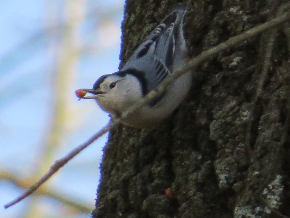 Sittelle à poitrine blanche - ML646210305