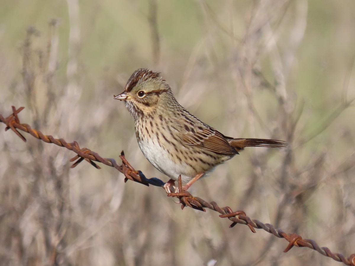 Lincoln's Sparrow - ML646210308