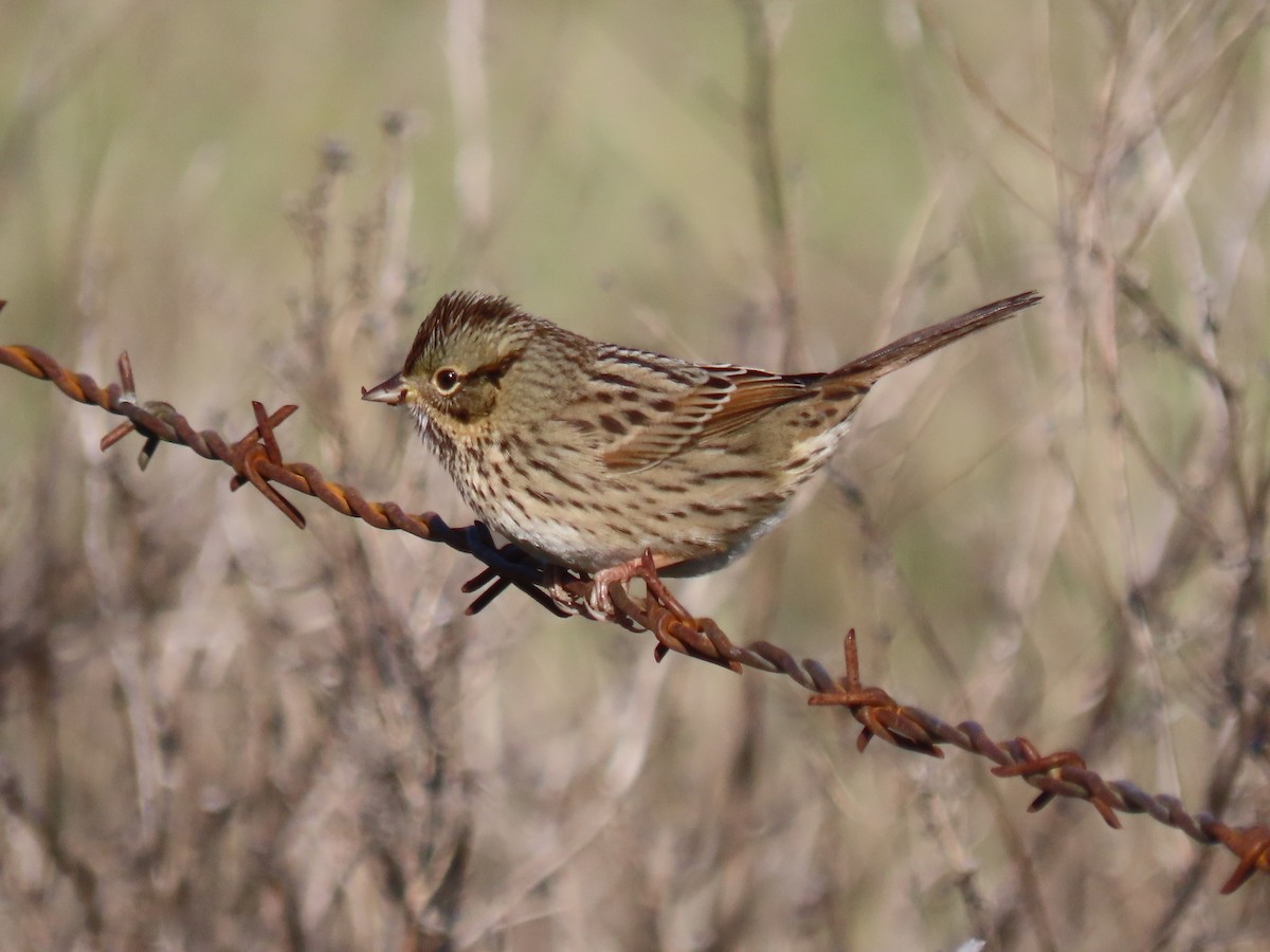 Lincoln's Sparrow - ML646210309