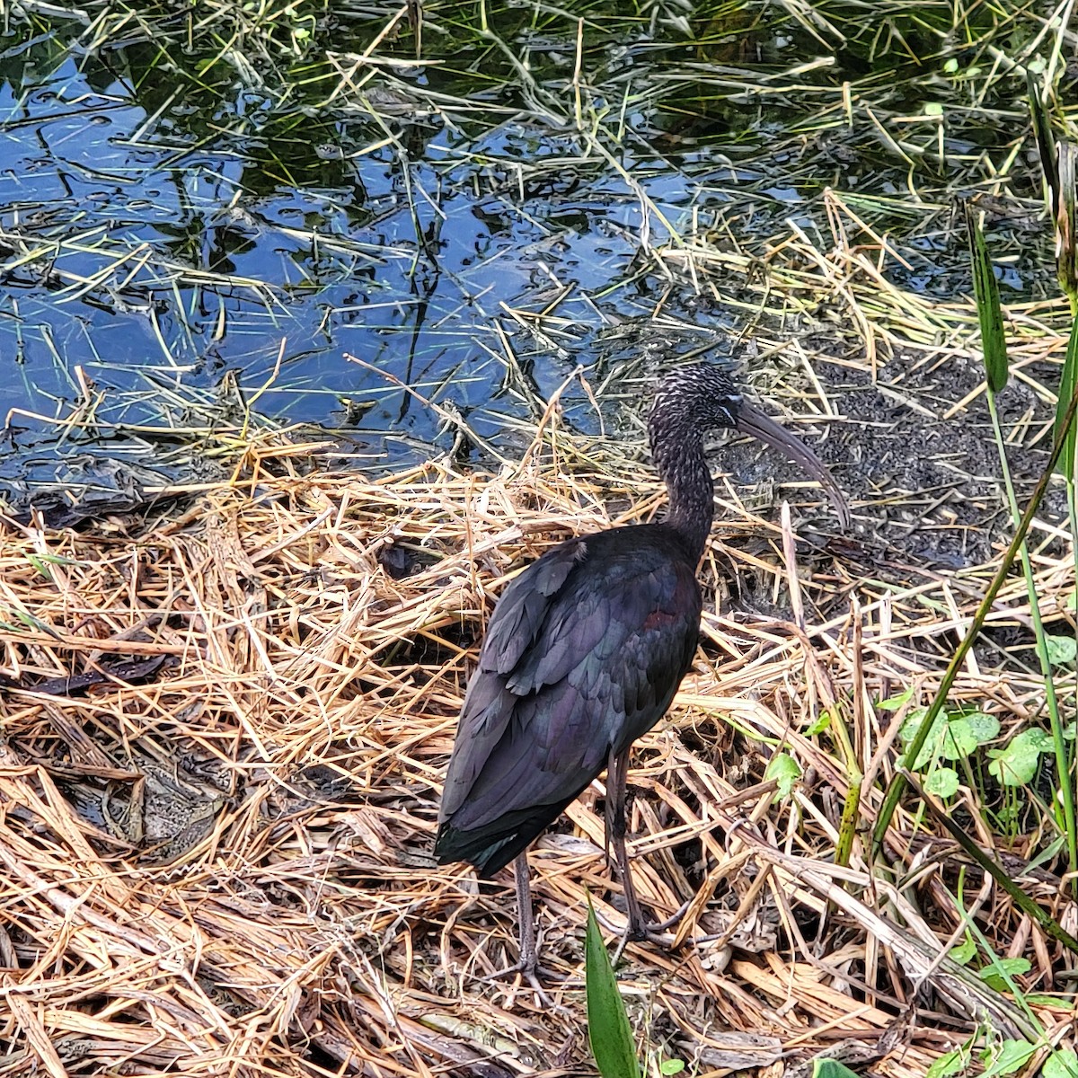 Гялаан билүүс - ML646210310