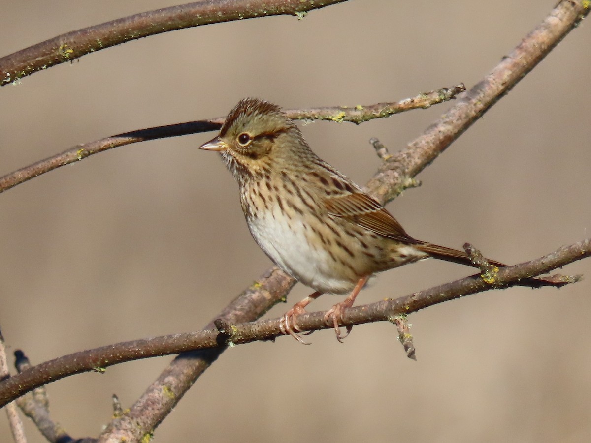 Lincoln's Sparrow - ML646210312