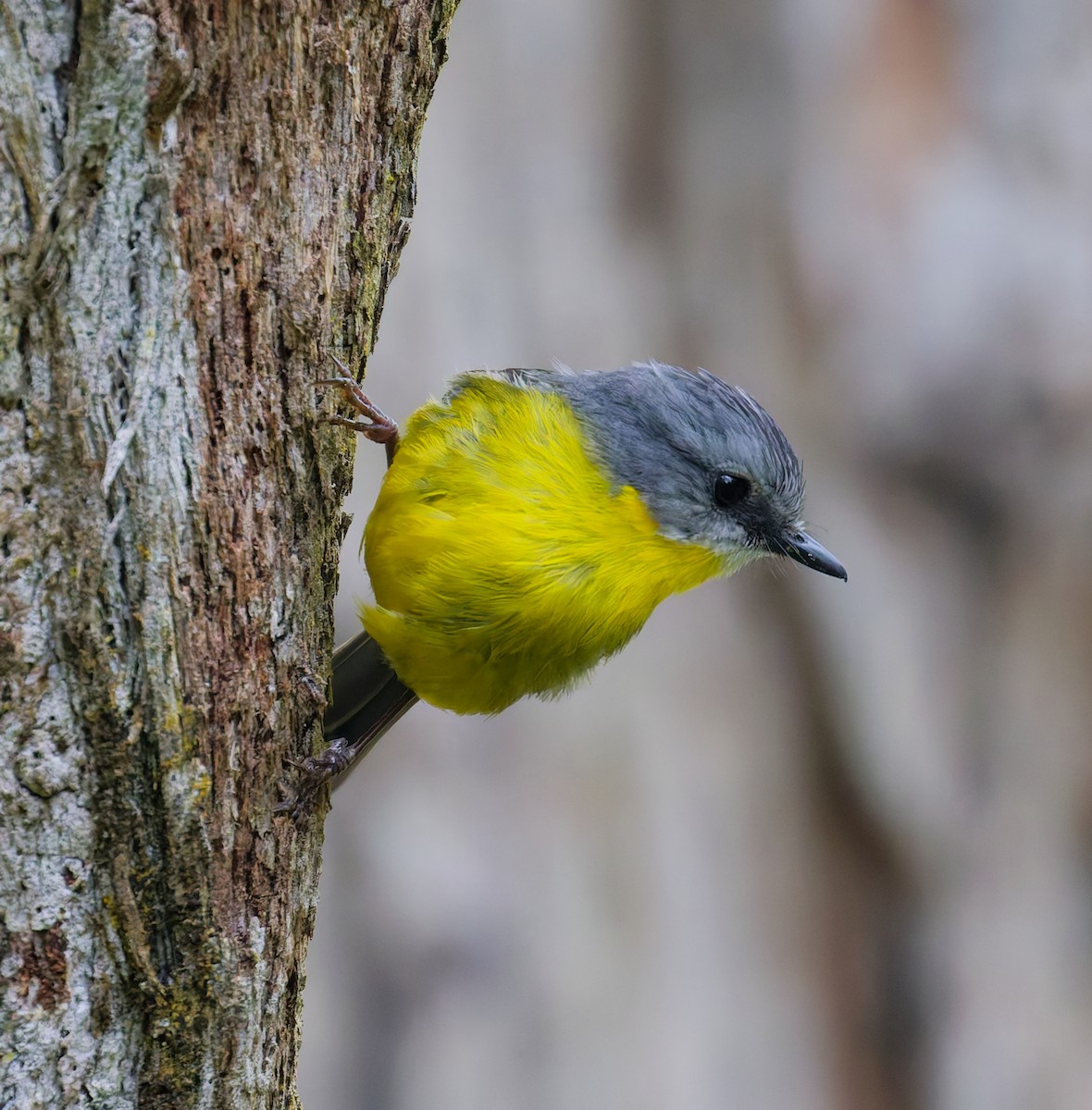 Eastern Yellow Robin - ML646210317