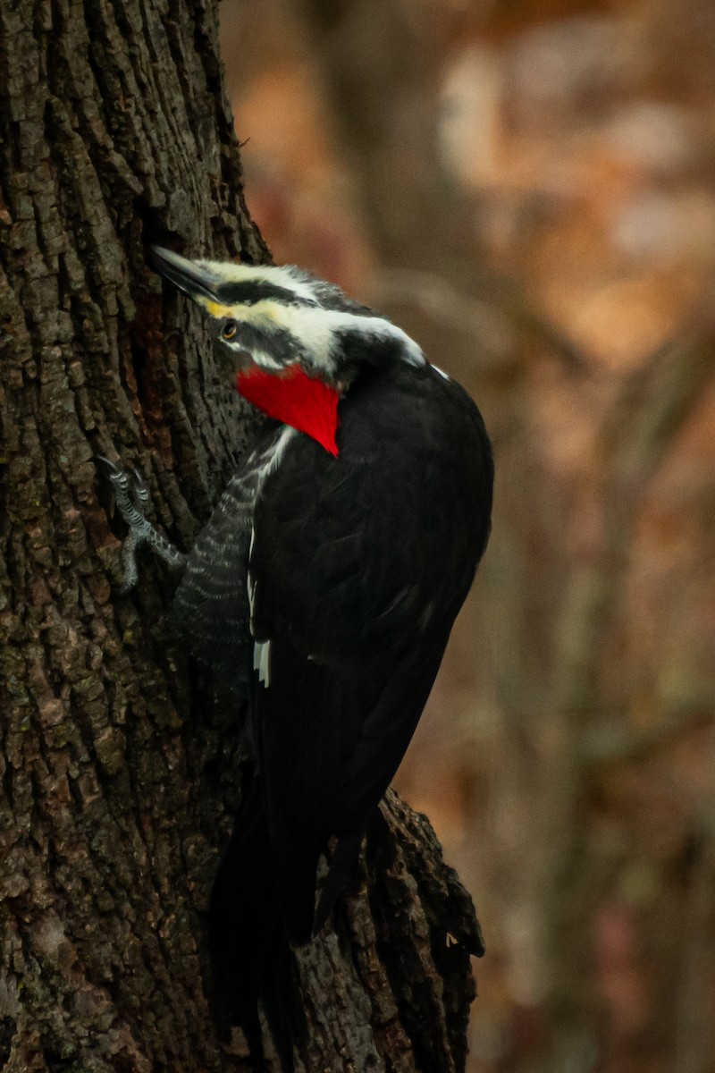 エボシクマゲラ - ML646210320