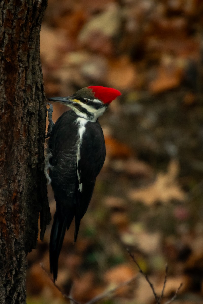 エボシクマゲラ - ML646210321