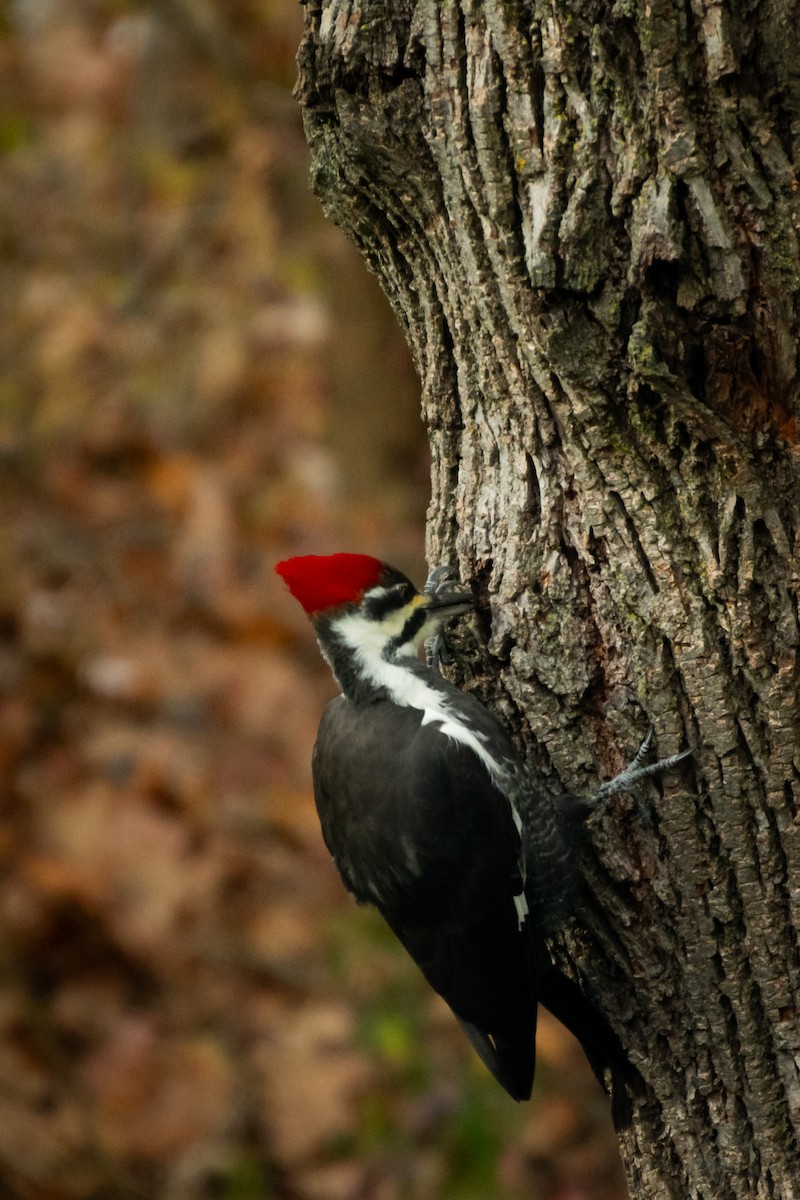 エボシクマゲラ - ML646210322