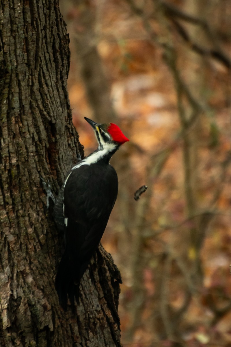 エボシクマゲラ - ML646210323