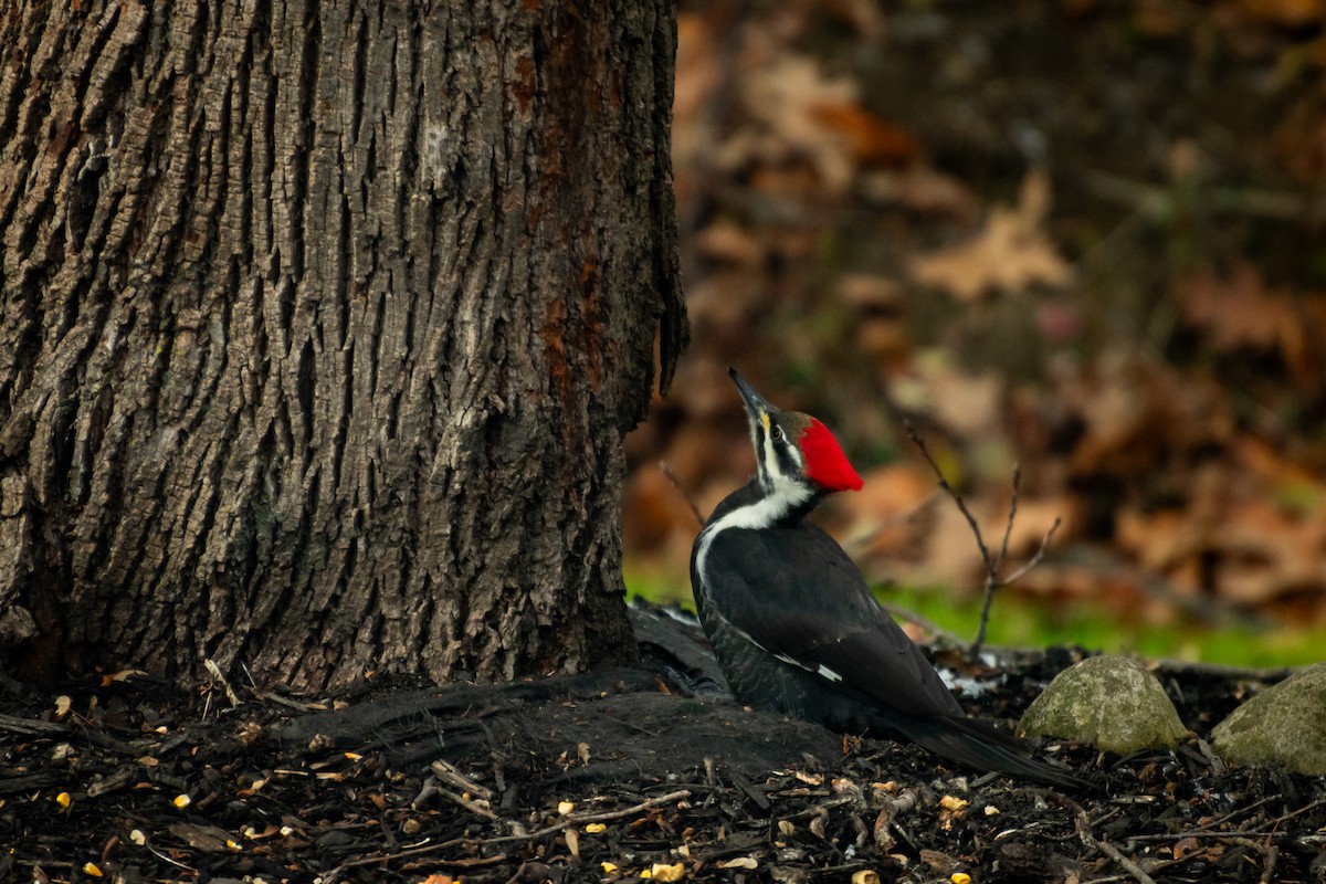 エボシクマゲラ - ML646210324