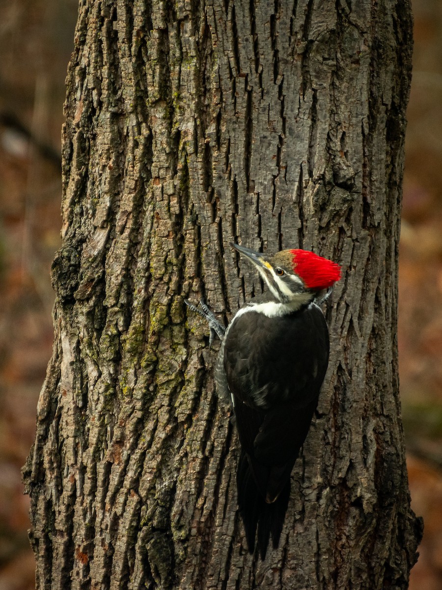 エボシクマゲラ - ML646210325