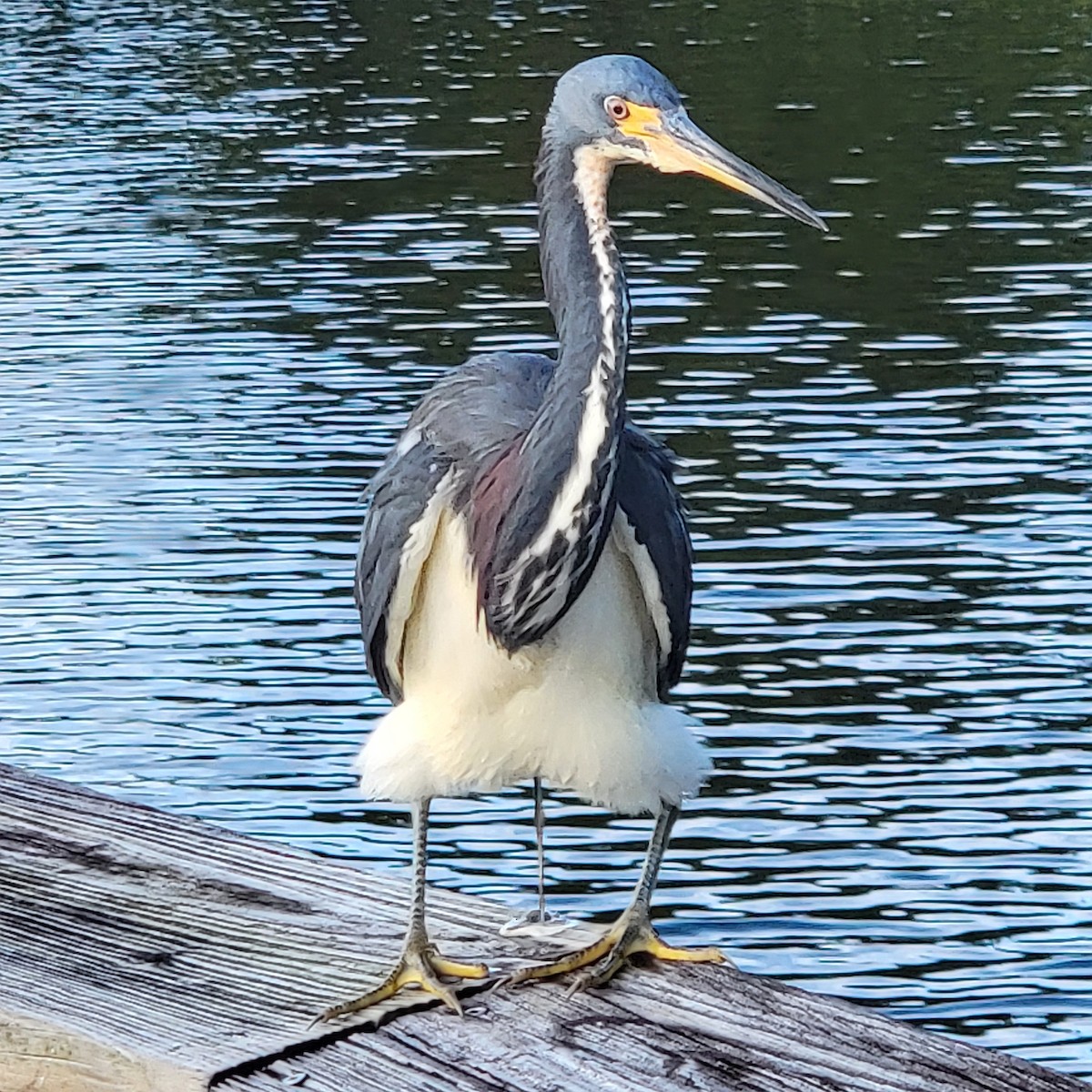 Tricolored Heron - ML646210330