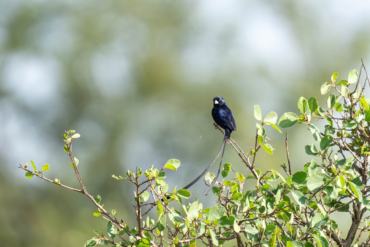 Steel-blue Whydah - ML646210334