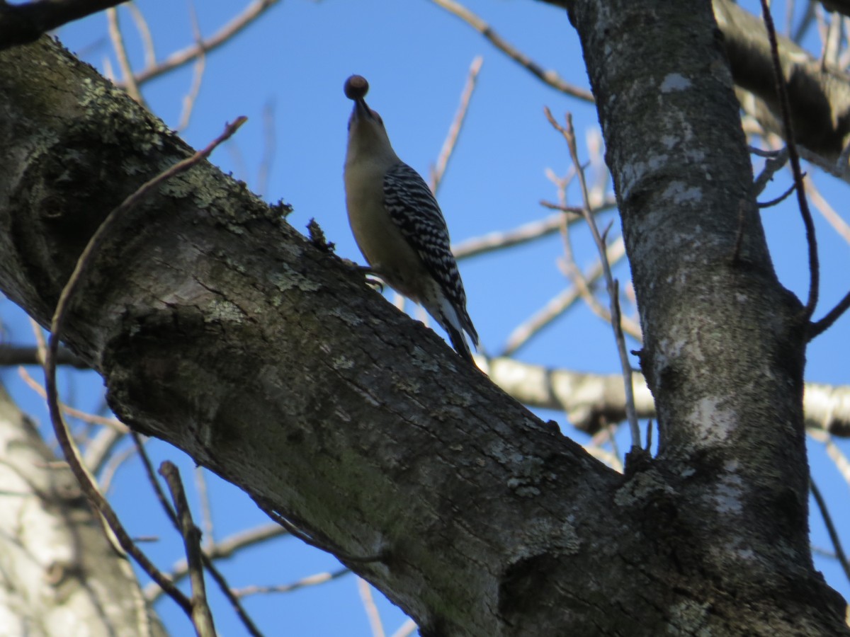 Red-bellied Woodpecker - ML646210336