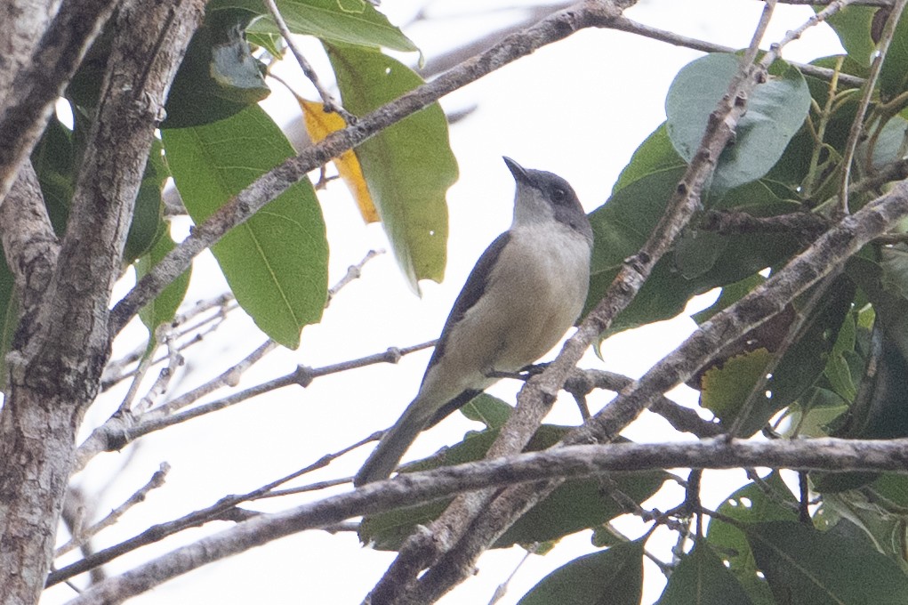 Drab Whistler (Buru) - ML646210346