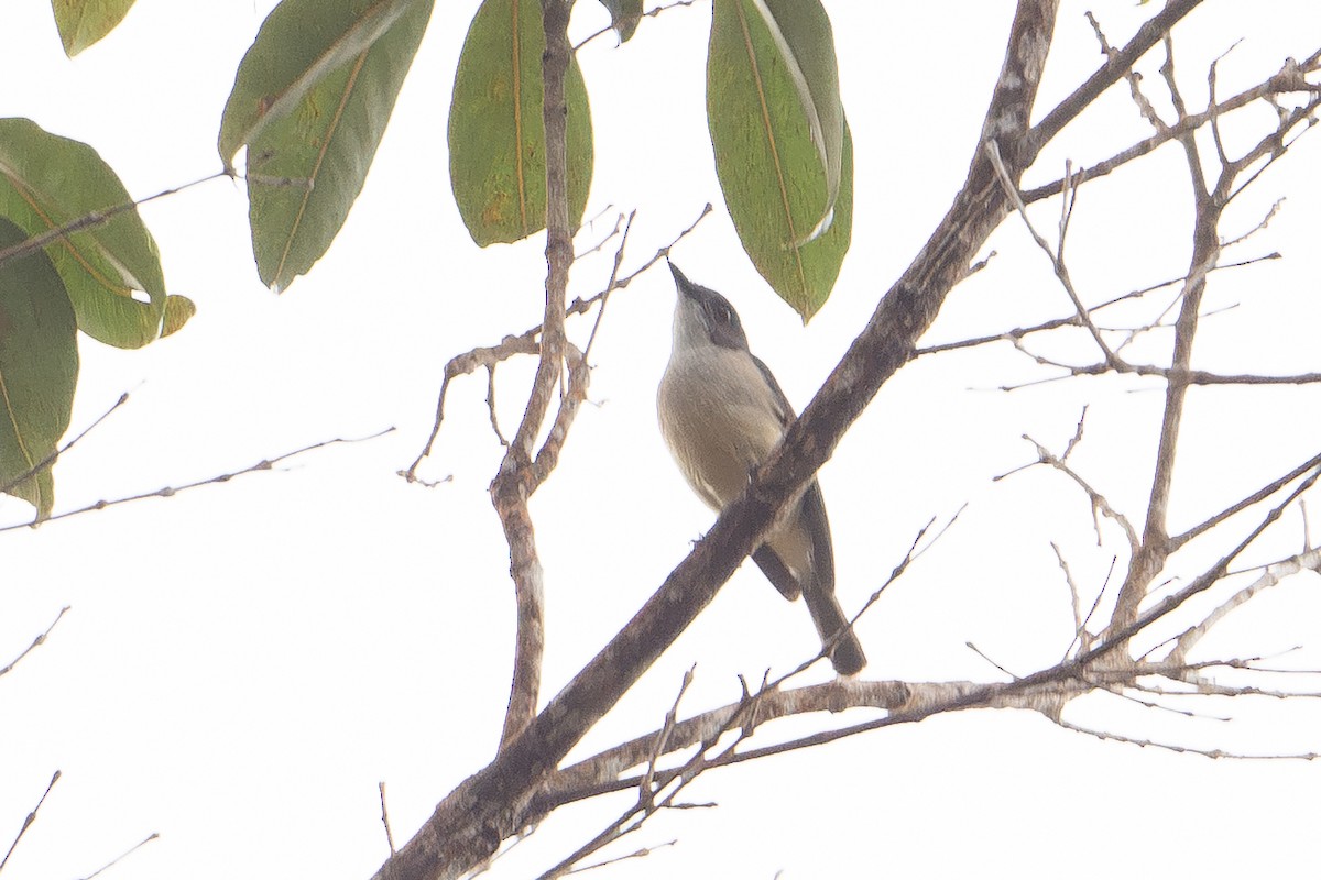 Drab Whistler (Buru) - ML646210350