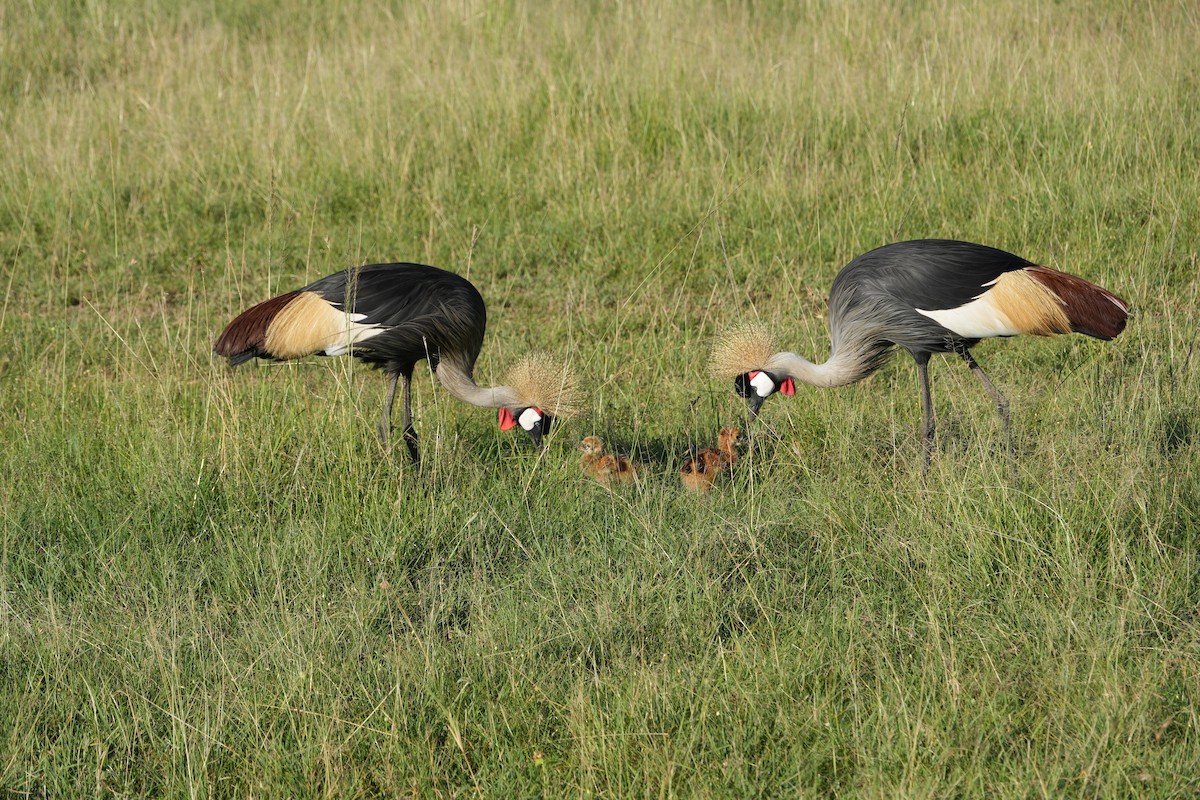 Gray Crowned-Crane - ML646210355