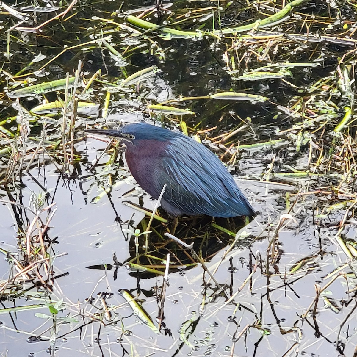 Green Heron - ML646210358
