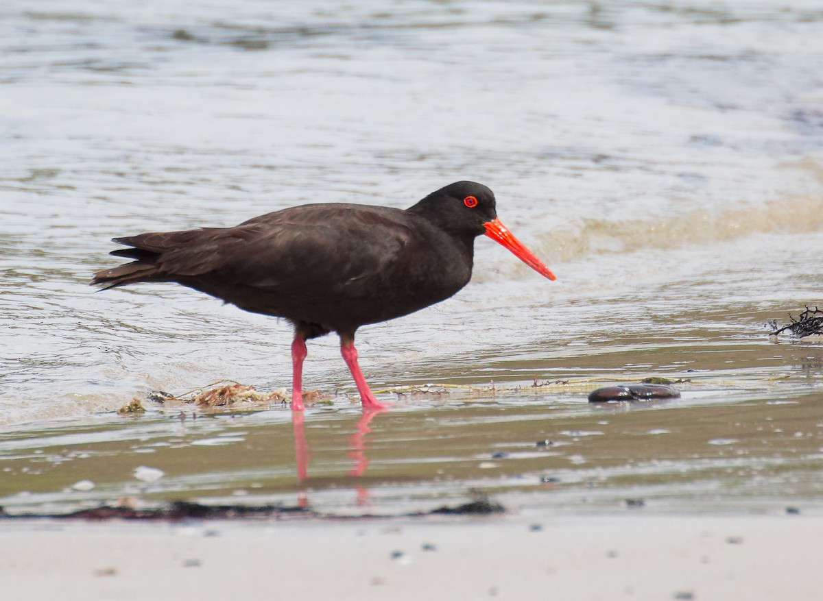 Sooty Oystercatcher - ML646210359