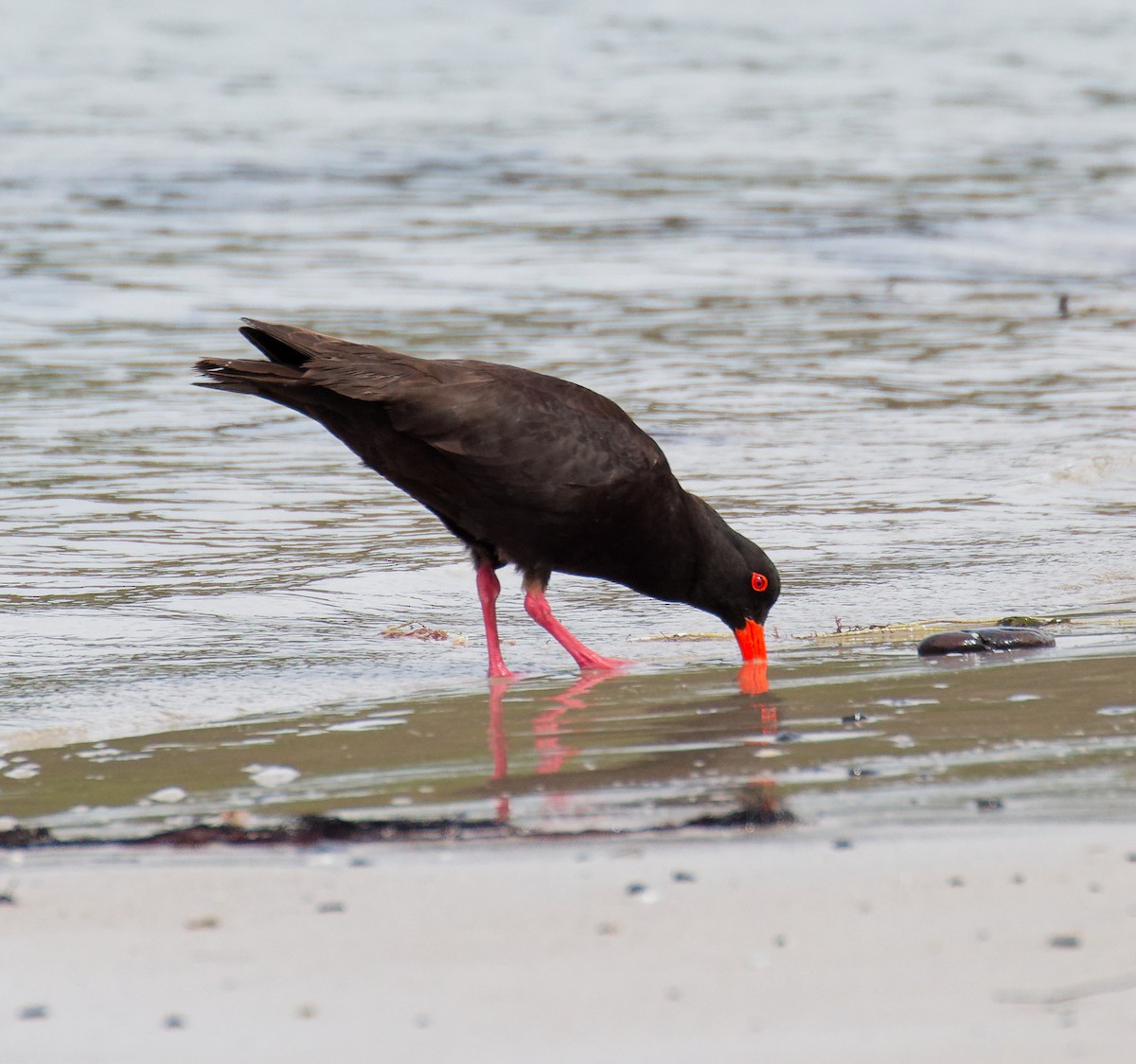 Sooty Oystercatcher - ML646210361