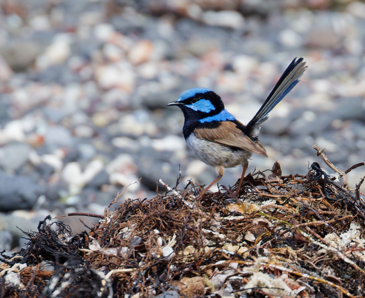 Superb Fairywren - ML646210368