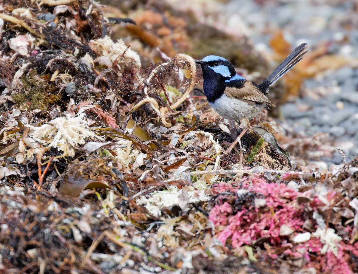 Superb Fairywren - ML646210369