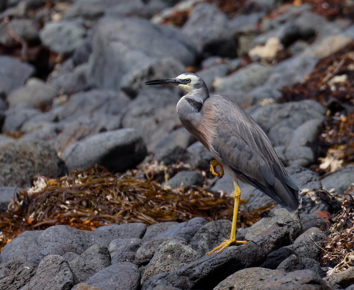 White-faced Heron - ML646210374