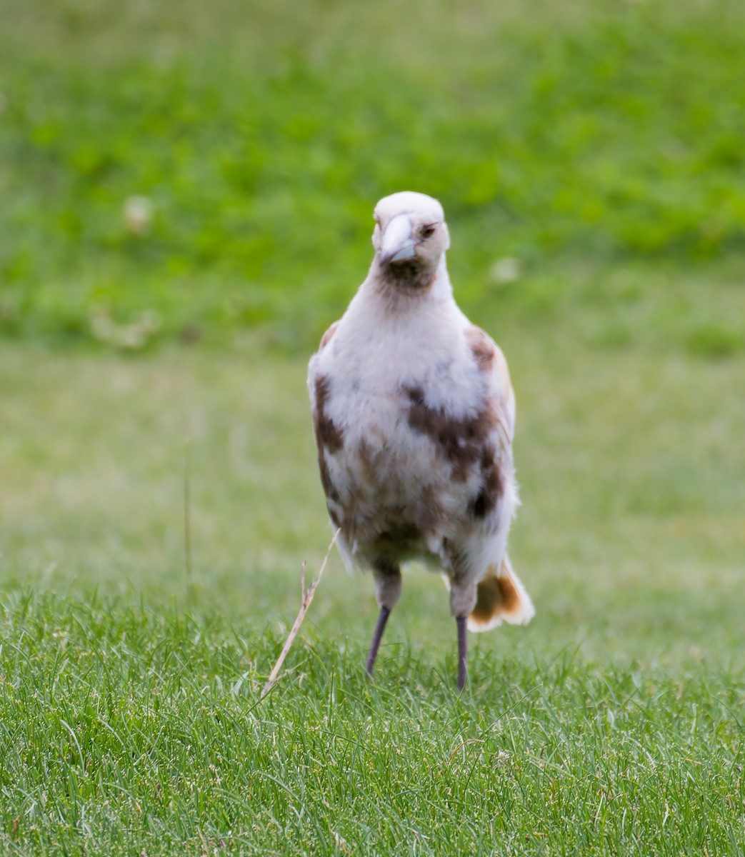Australian Magpie - ML646210382