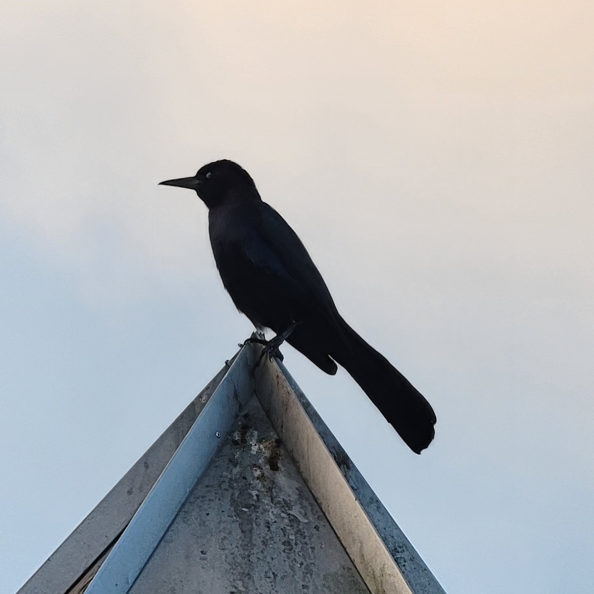 キタオナガクロムクドリモドキ - ML646210384