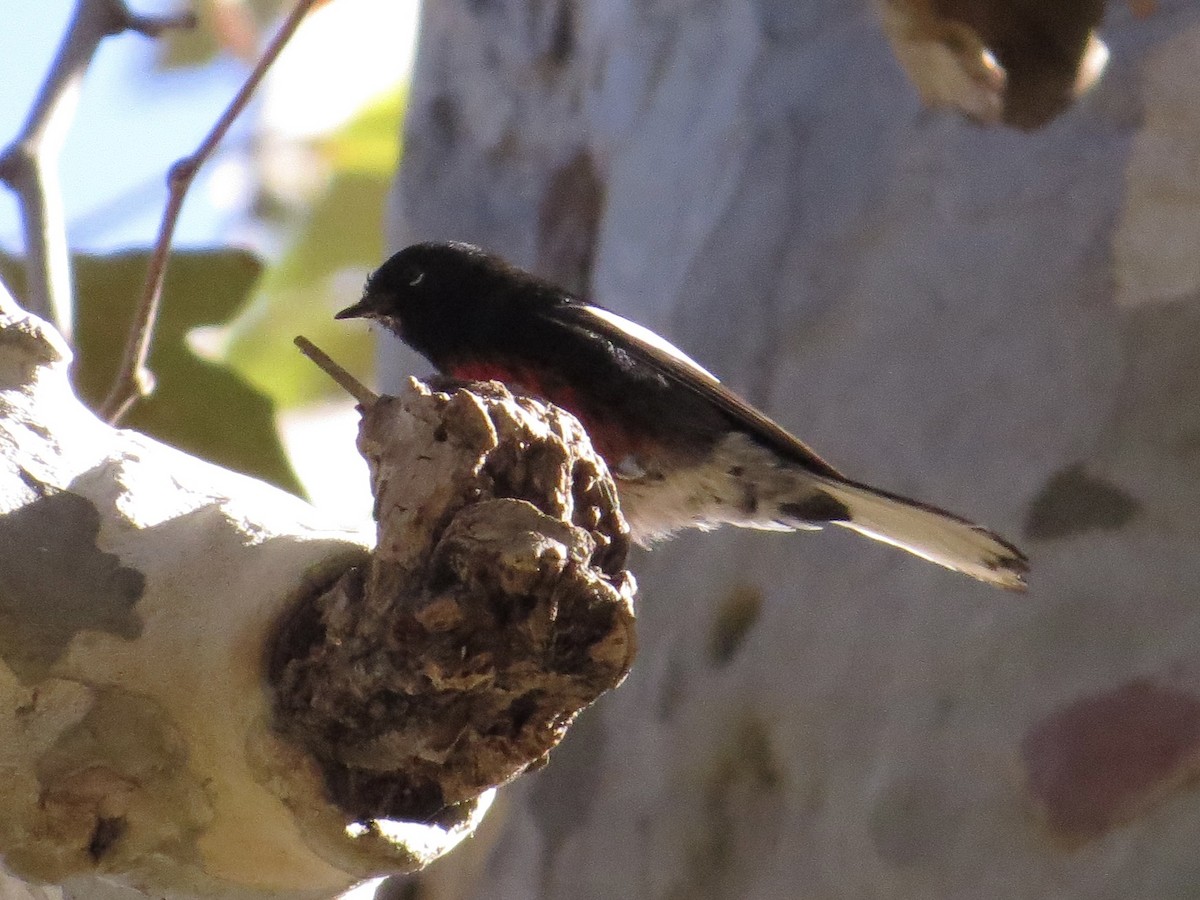 Painted Redstart - ML646210393
