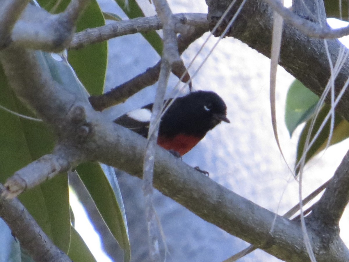 Painted Redstart - ML646210394