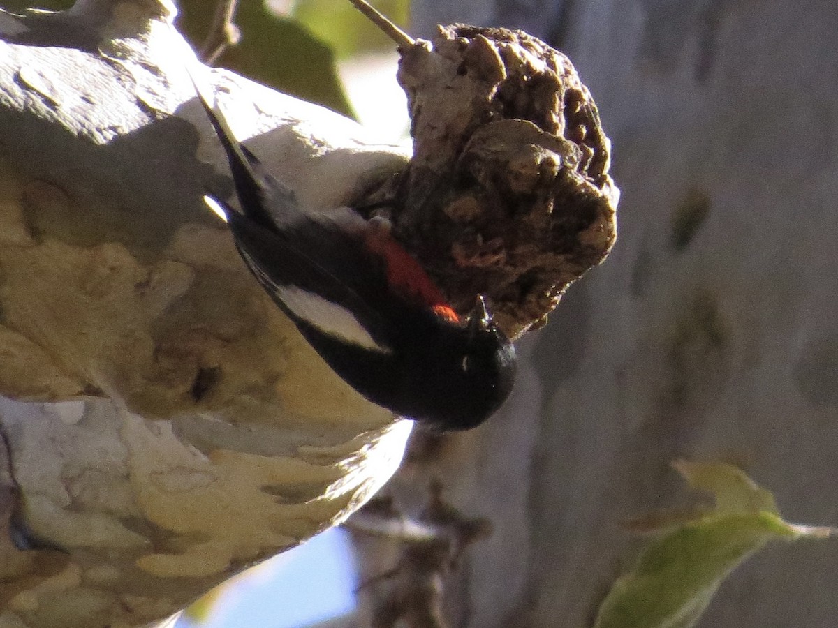 Painted Redstart - ML646210395