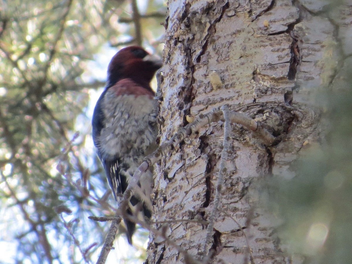Red-breasted Sapsucker - ML646210400