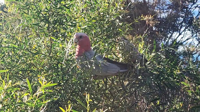 Какаду рожевий - ML646210401